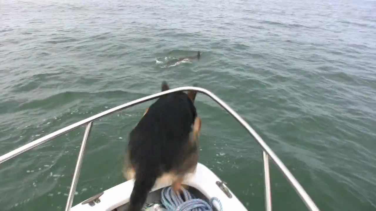Este cão não pode ver golfinhos.